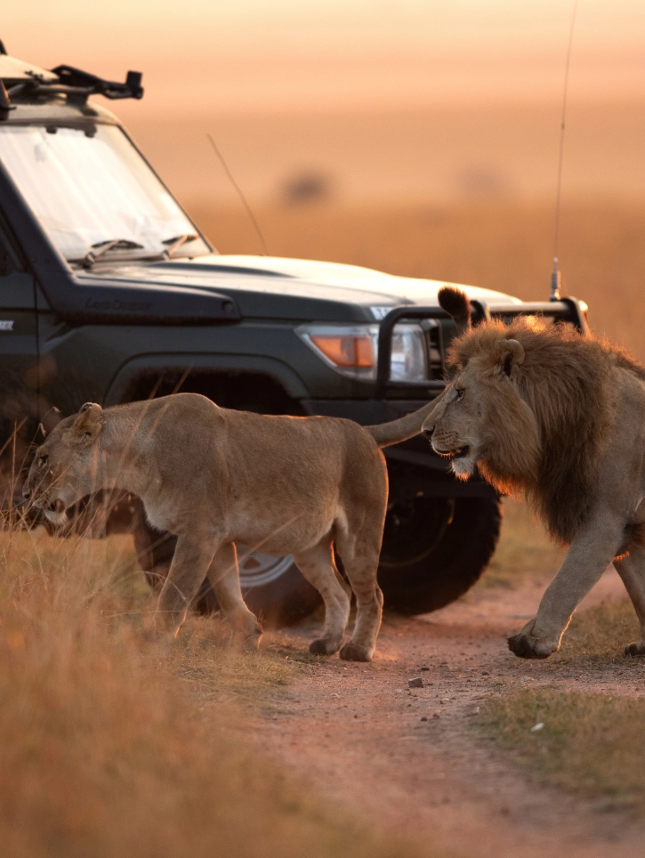 Safari