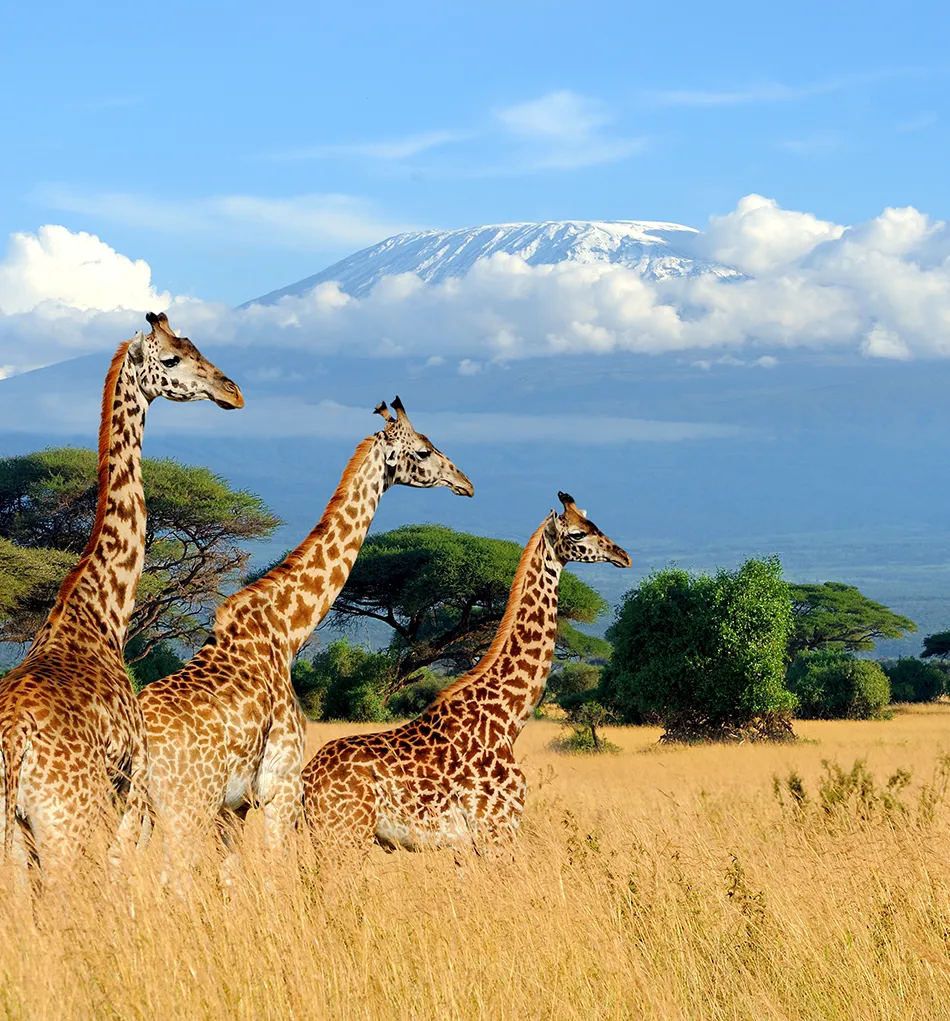 Safari Holidays